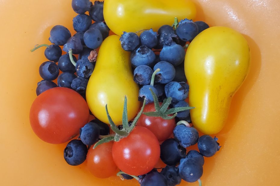 grow tomatoes